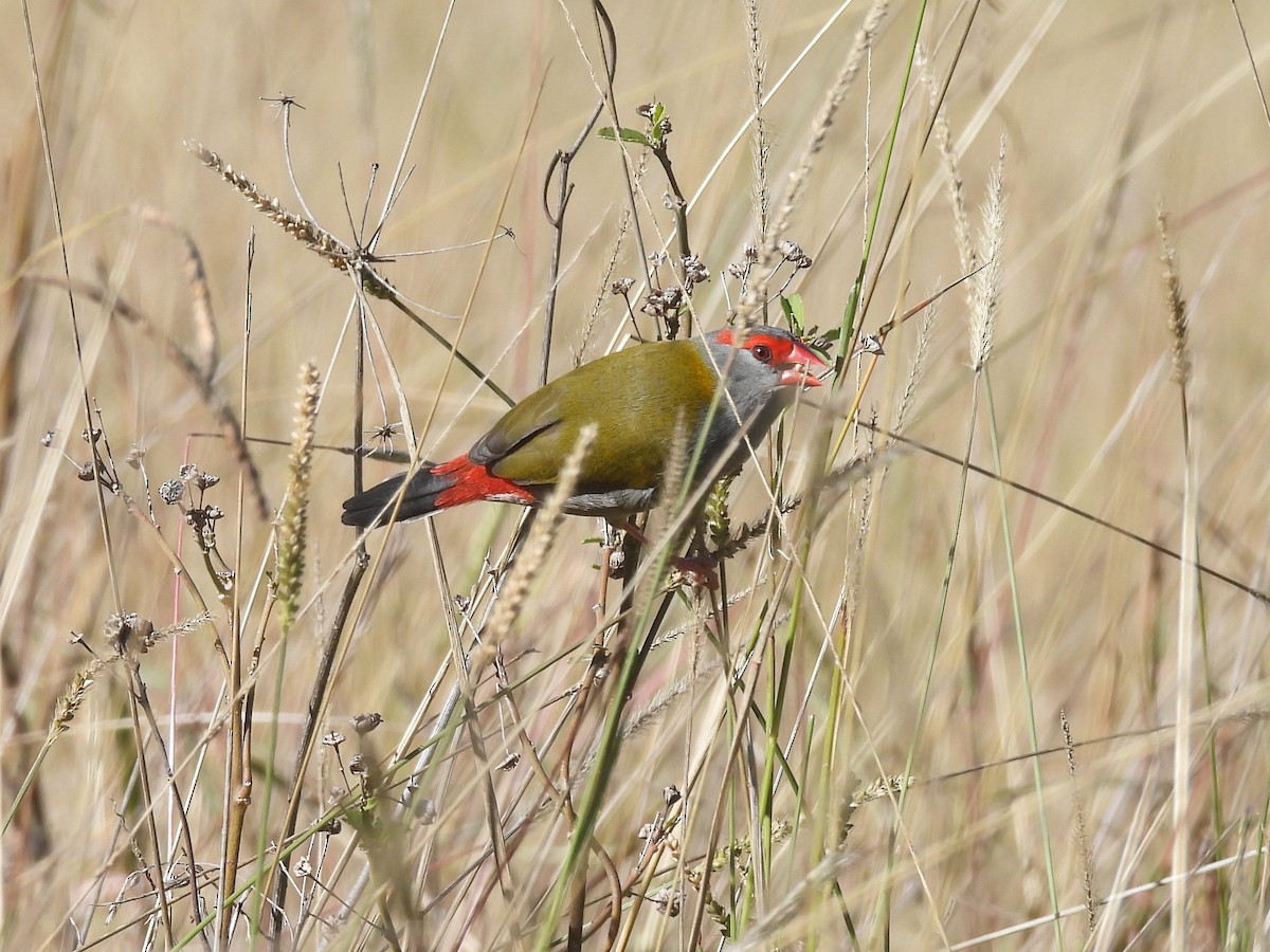 Red-browed Firetail - ML619882929