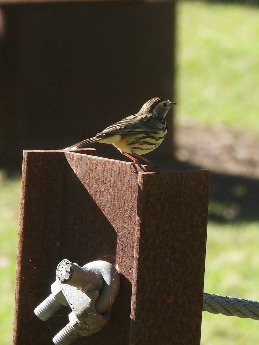 Speckled Warbler - ML619882949