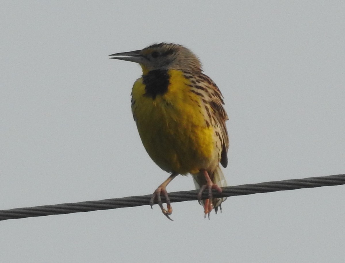 Eastern Meadowlark - ML619882961