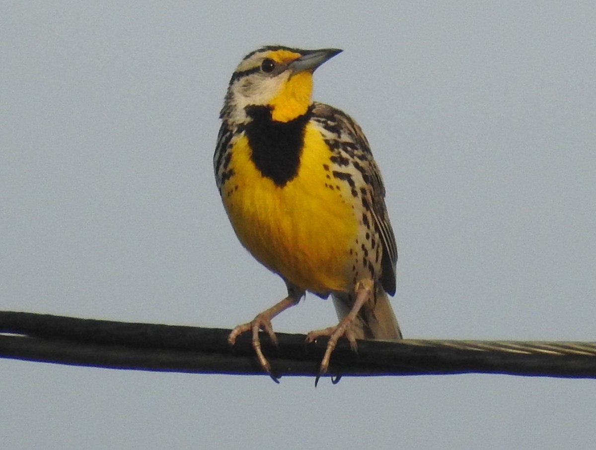 Eastern Meadowlark - ML619882962