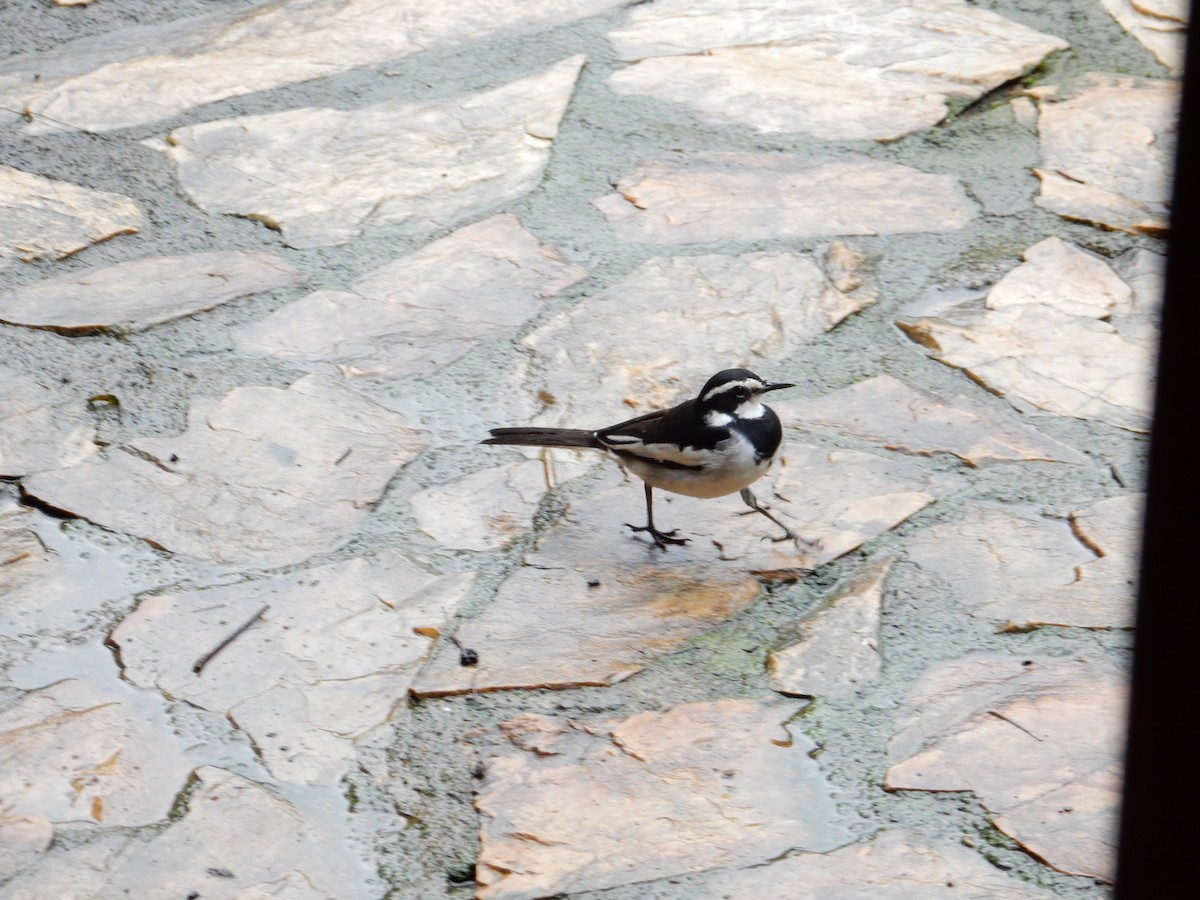African Pied Wagtail - ML619882963