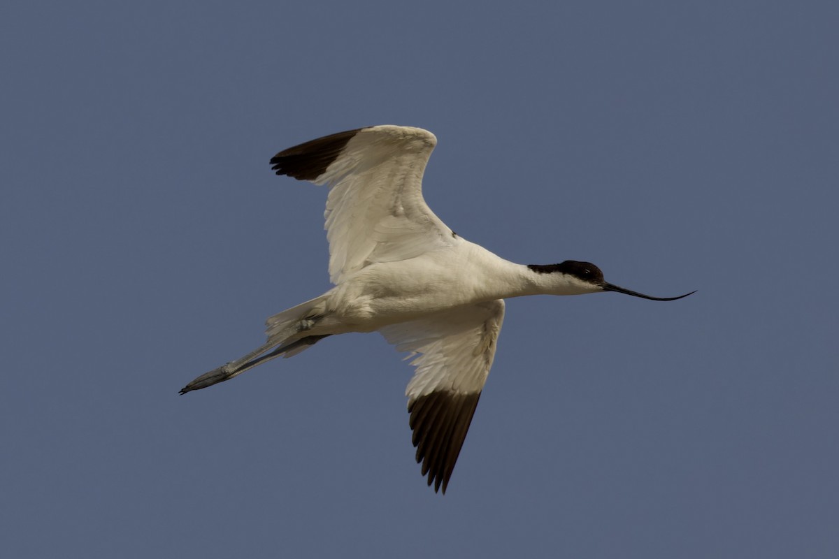 Avoceta Común - ML619882977