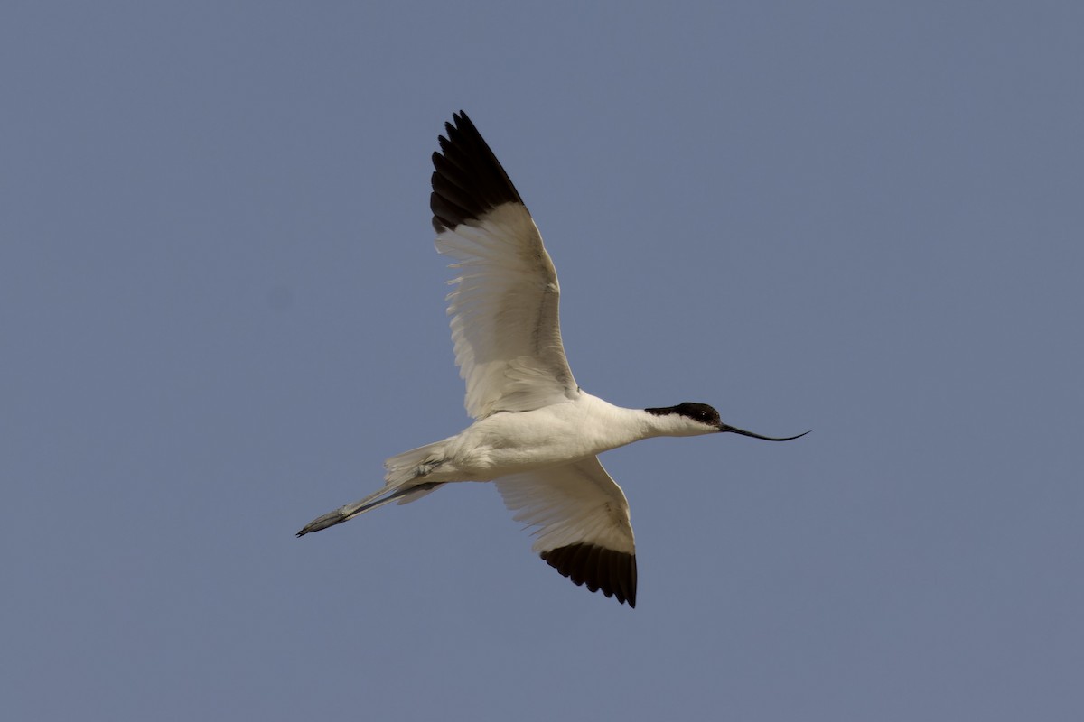 Avoceta Común - ML619882983