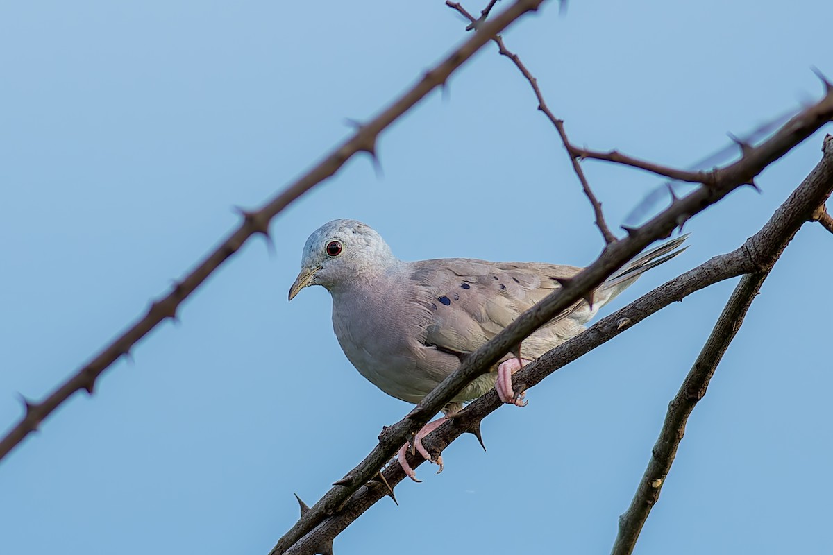 Plain-breasted Ground Dove - Marcelo  Telles