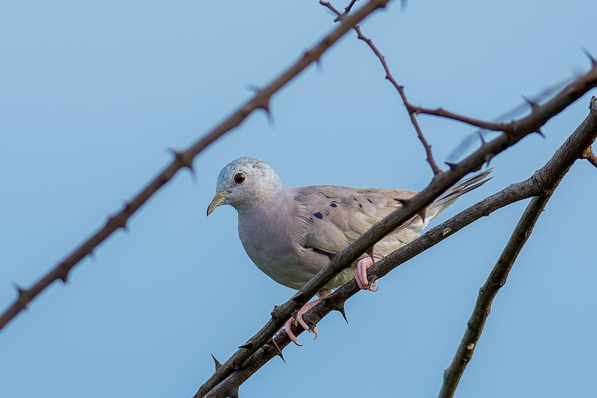 Zwergtäubchen - ML619882993