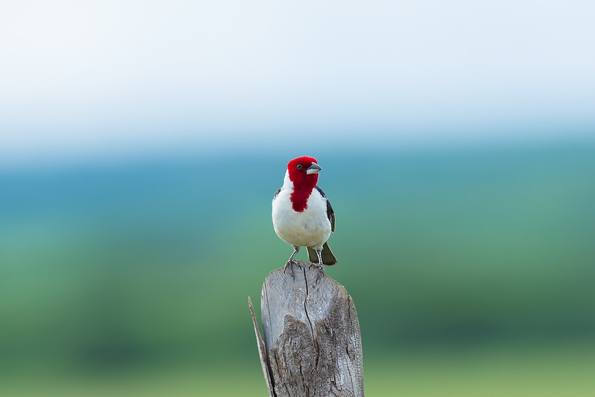 Red-cowled Cardinal - ML619883000