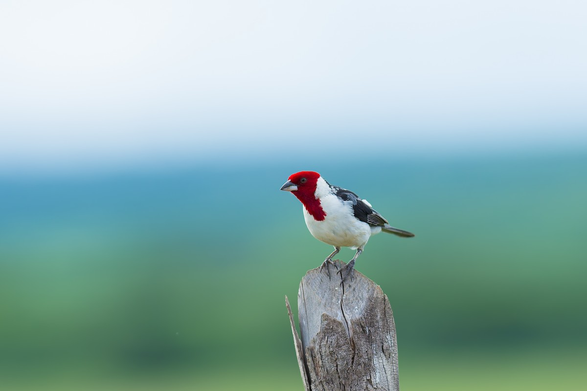 Red-cowled Cardinal - ML619883001