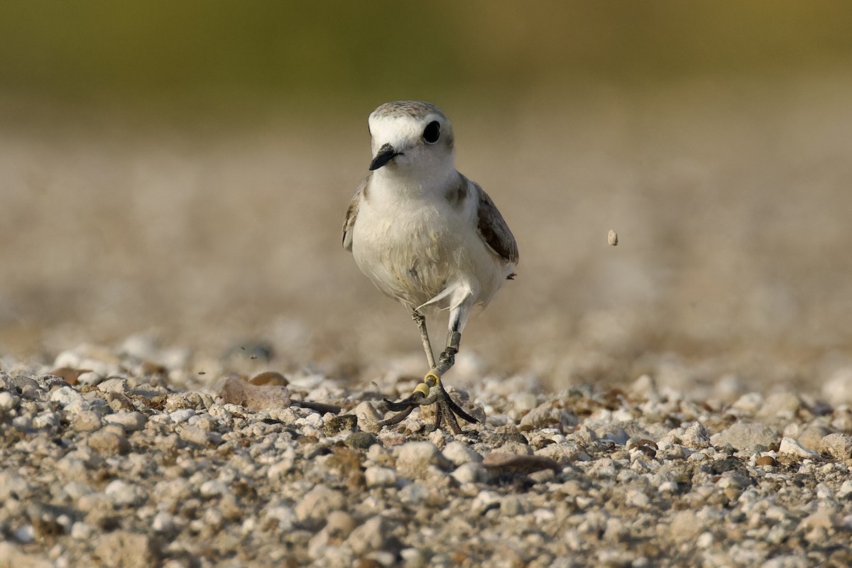 Kentish Plover - ML619883012