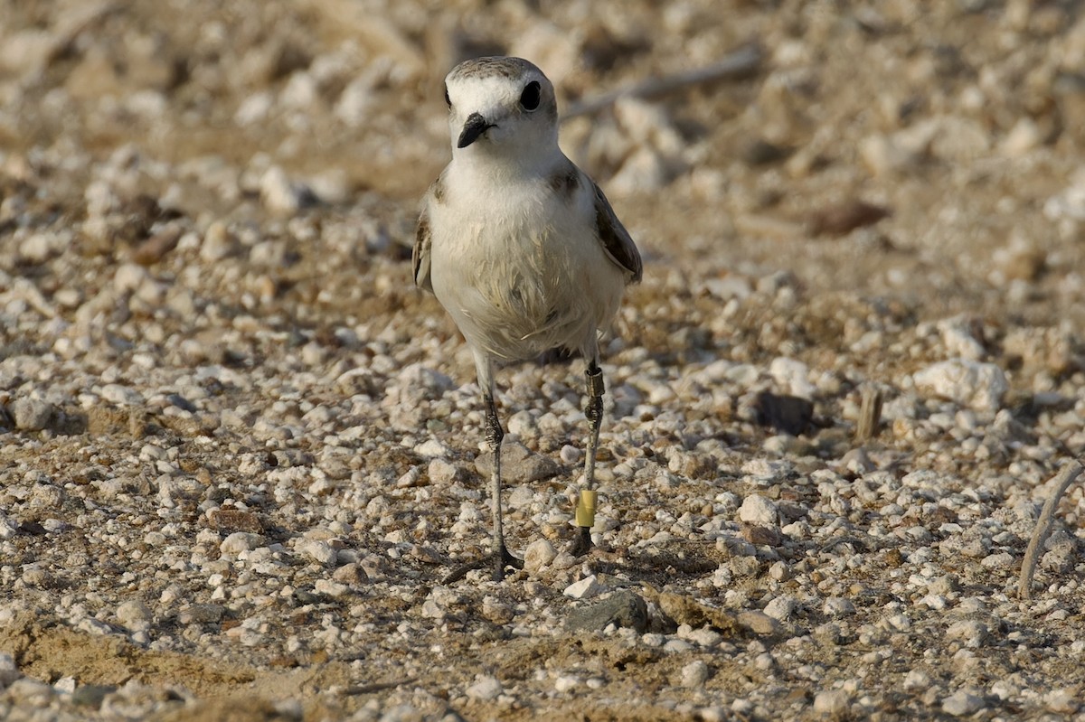 Kentish Plover - ML619883017