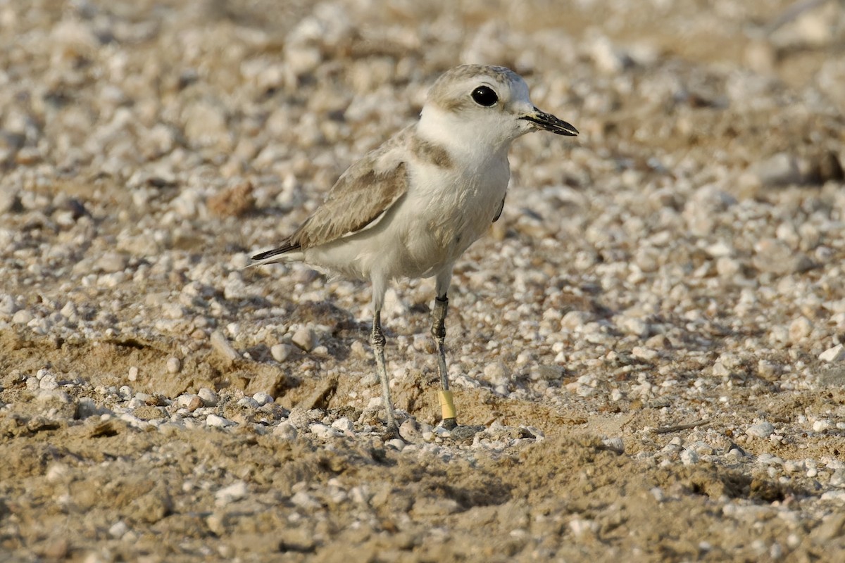 Kentish Plover - ML619883018