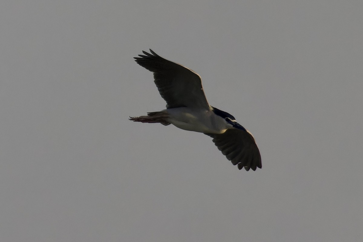 Black-crowned Night Heron - ML619883028