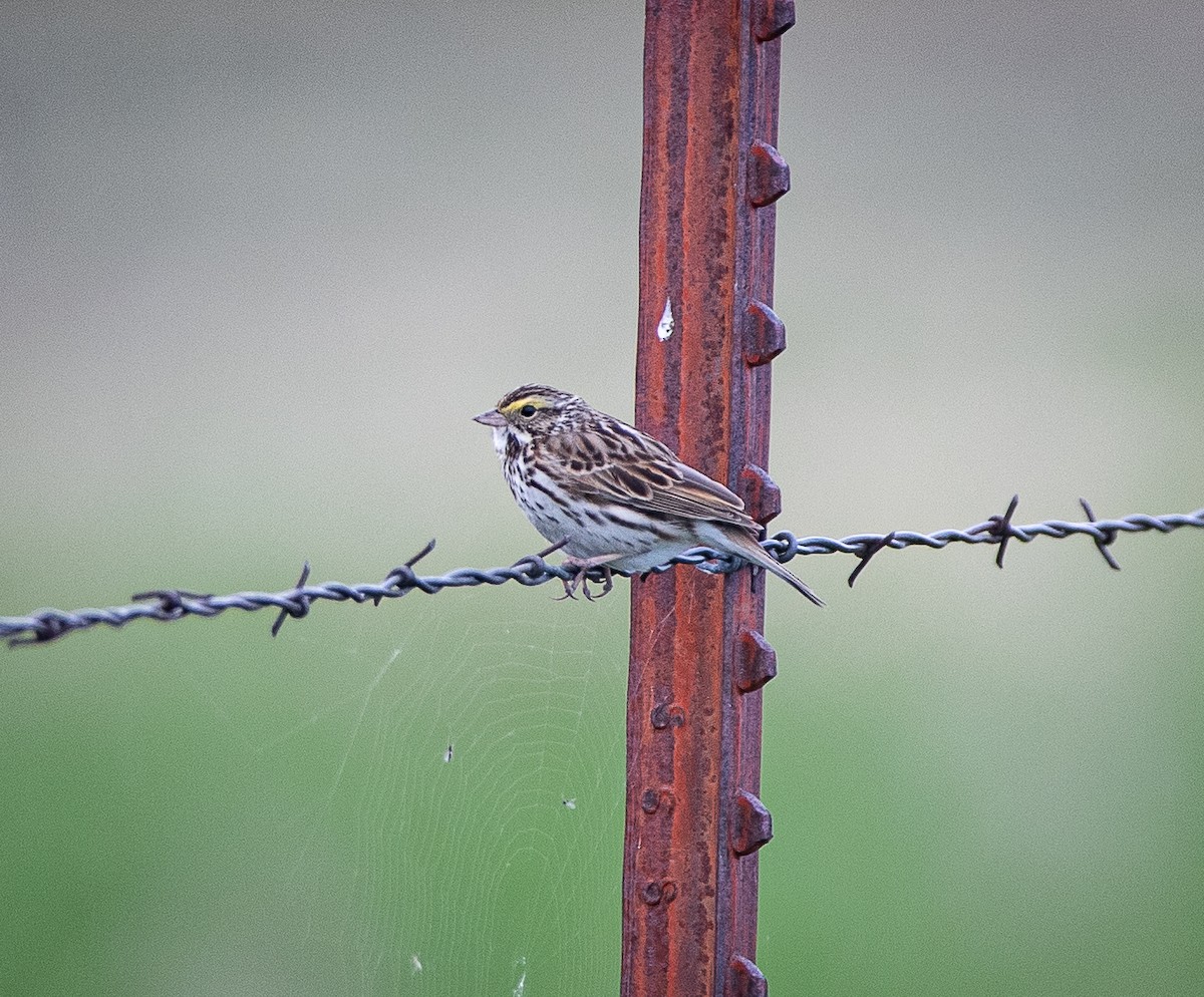 Savannah Sparrow - ML619883034