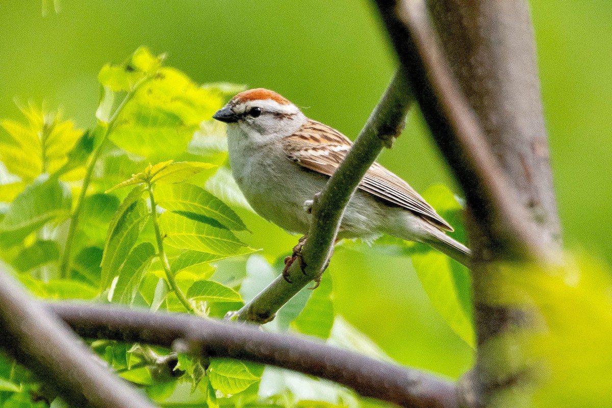 Chipping Sparrow - ML619883057