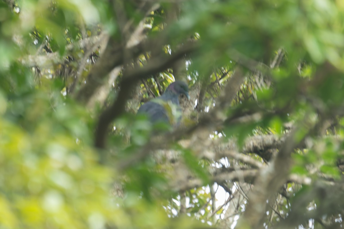 黑林鴿 - ML619883060