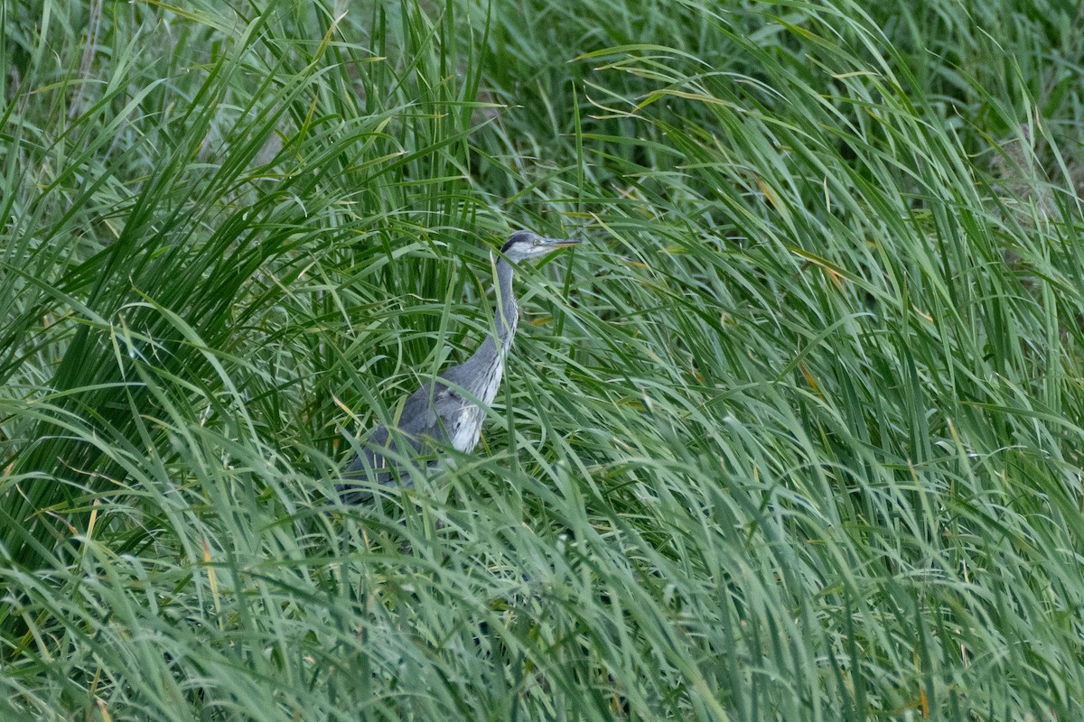 Gray Heron - ML619883070