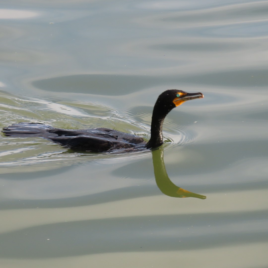 Double-crested Cormorant - ML619883084