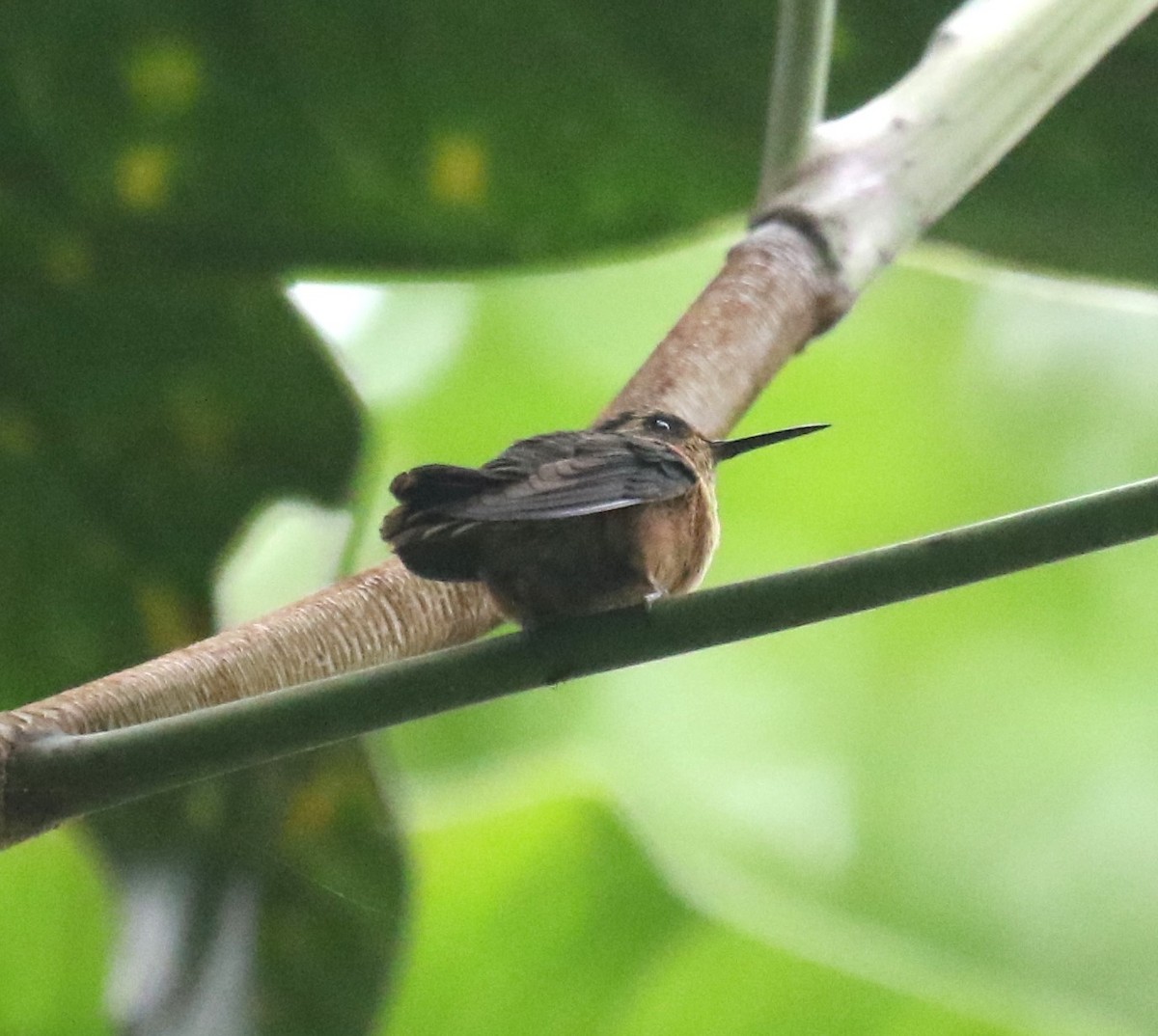 Speckled Hummingbird - ML619883092