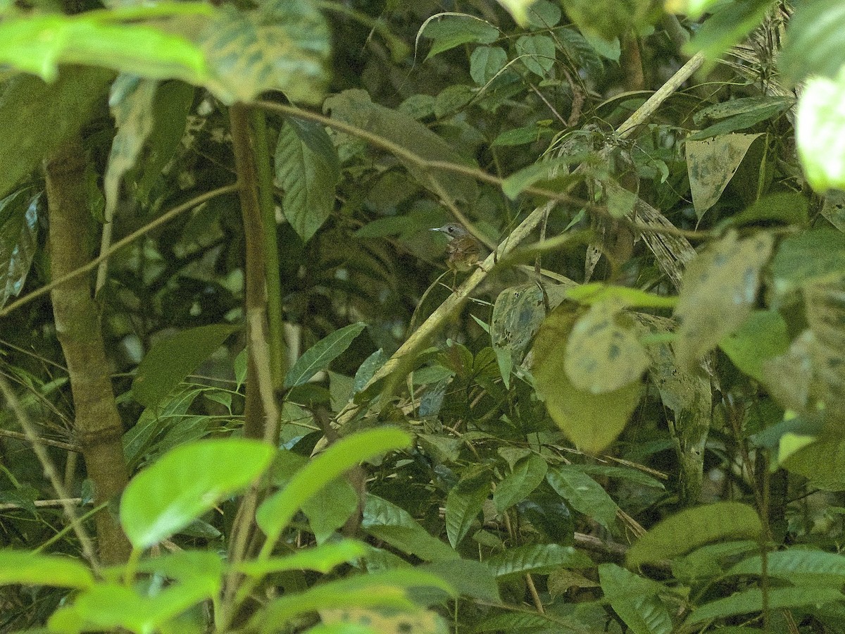 Short-tailed Babbler - ML619883097