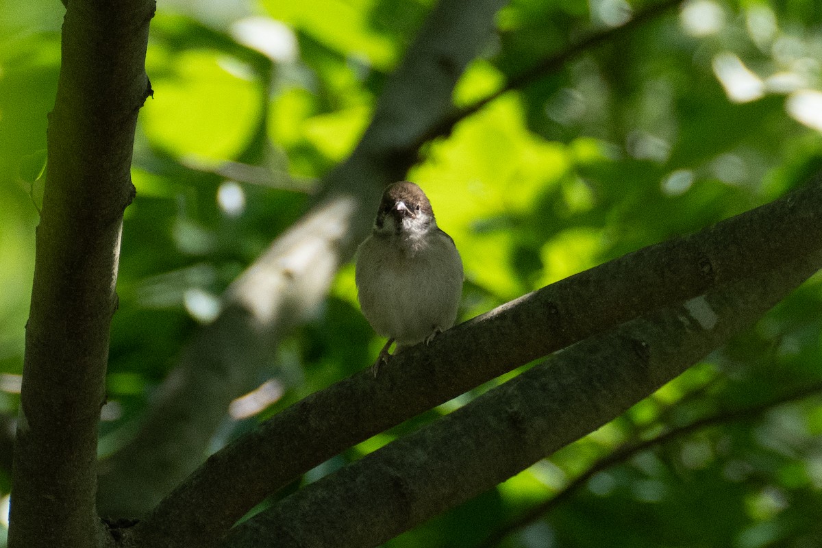 Eurasian Tree Sparrow - ML619883103