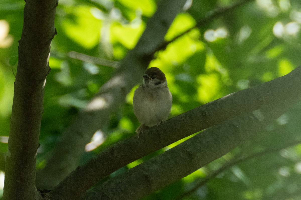 Eurasian Tree Sparrow - ML619883104