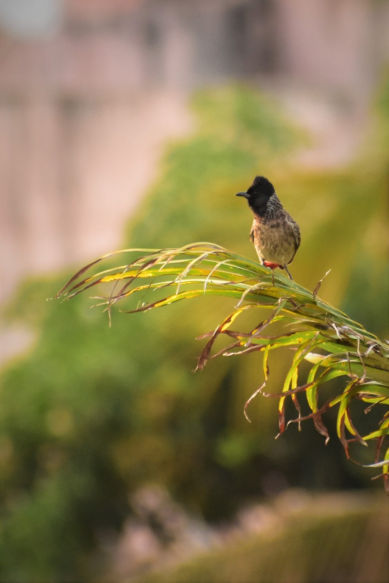 Red-vented Bulbul - ML619883108
