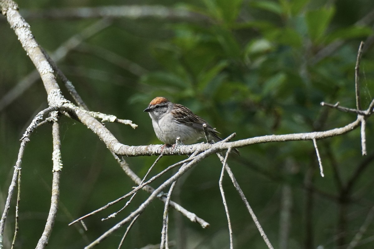 Chipping Sparrow - ML619883112