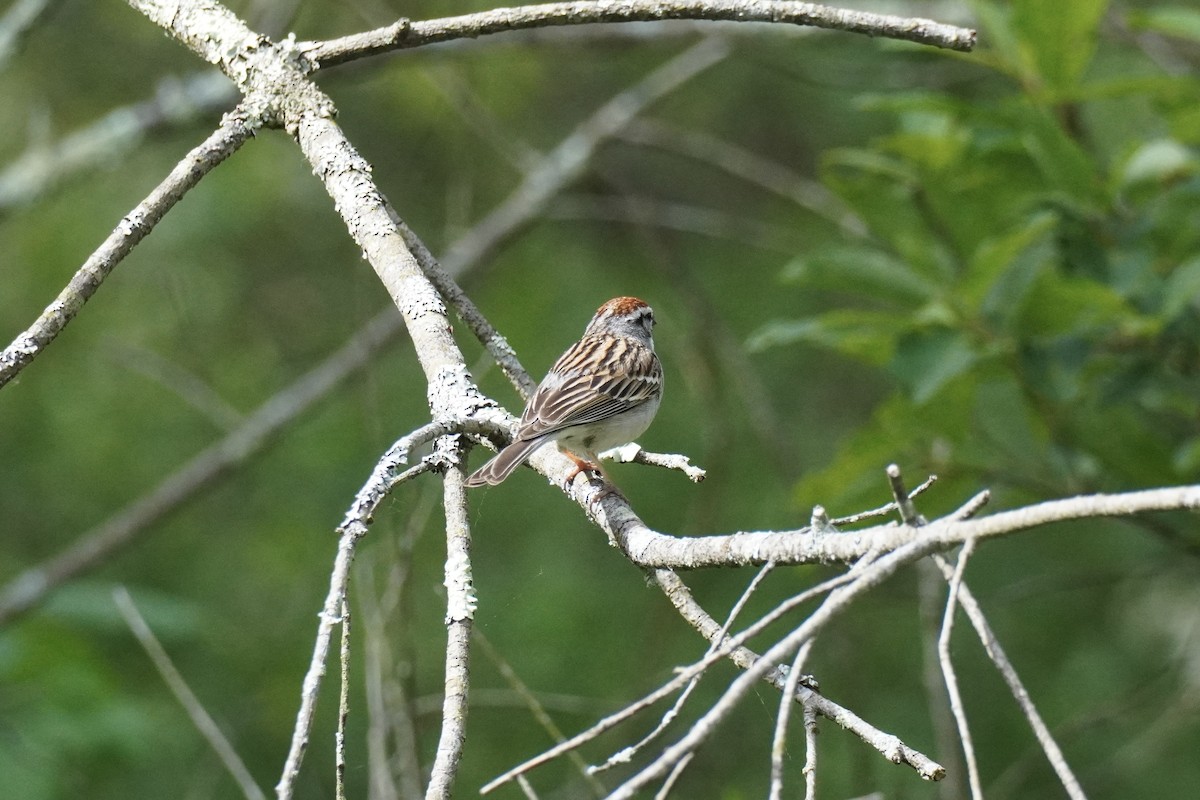 Chipping Sparrow - ML619883113