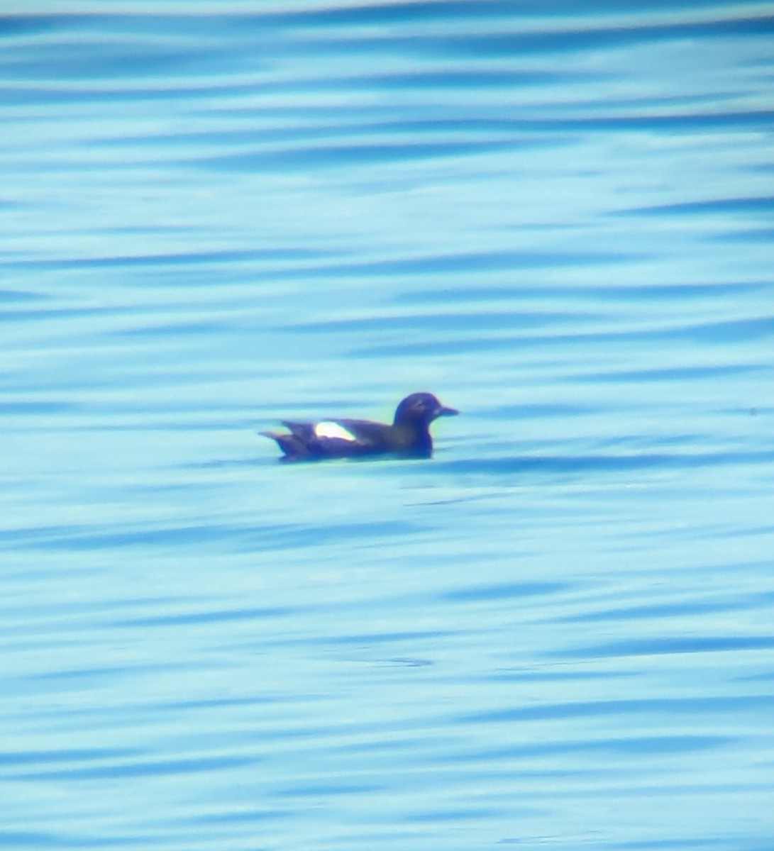 Pigeon Guillemot - ML619883121