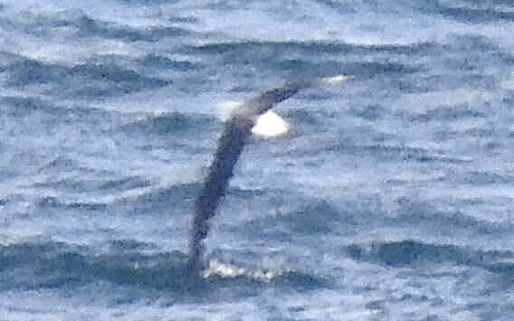 albatros černobrvý - ML619883122