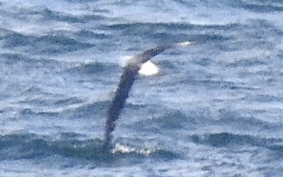 Black-browed Albatross - ML619883122