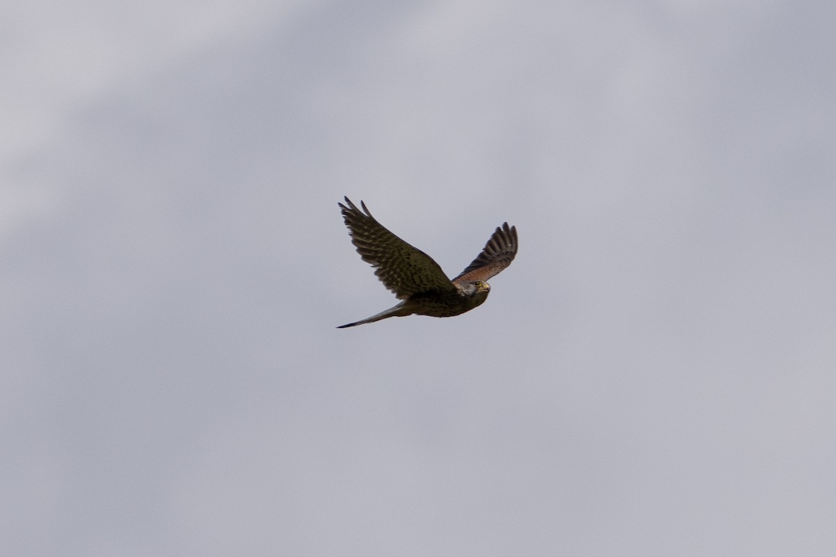 Eurasian Kestrel - ML619883124