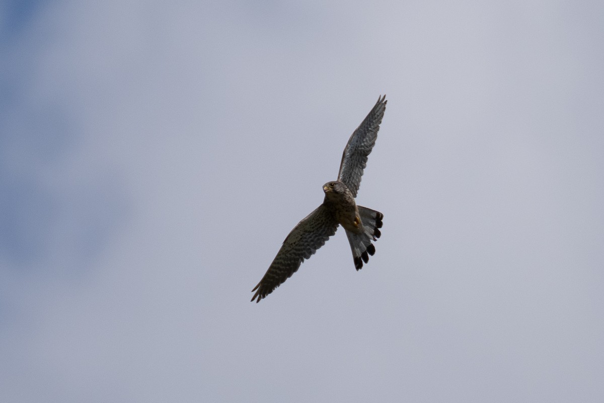 Eurasian Kestrel - ML619883125