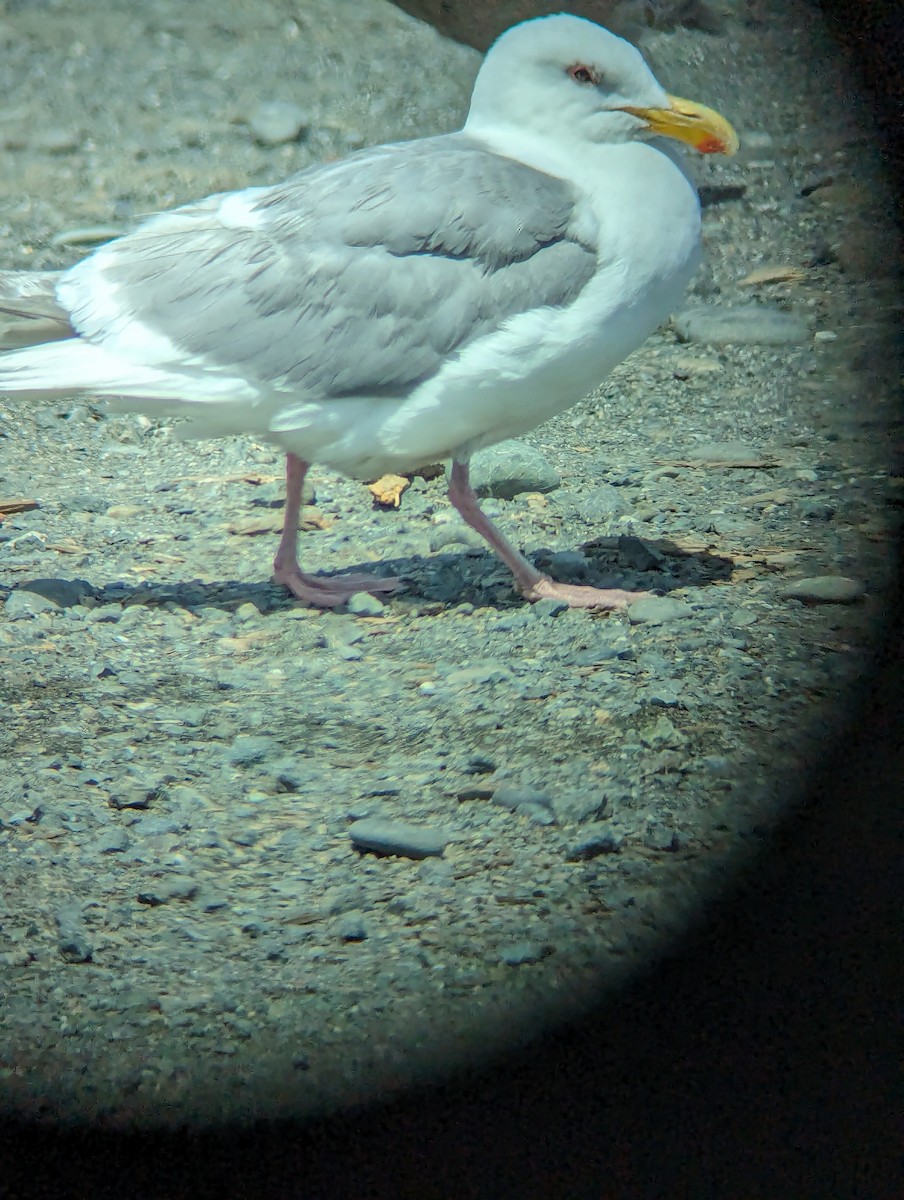 Glaucous-winged Gull - ML619883128