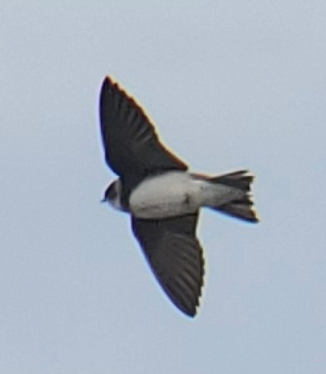 Bank Swallow - ML619883129