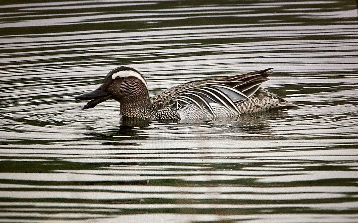 Garganey - ML619883139