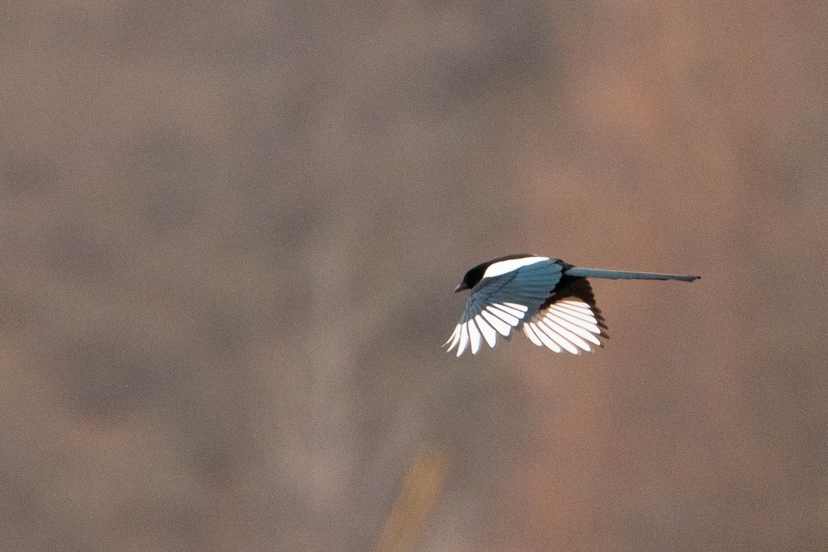 Black-billed Magpie - ML619883152