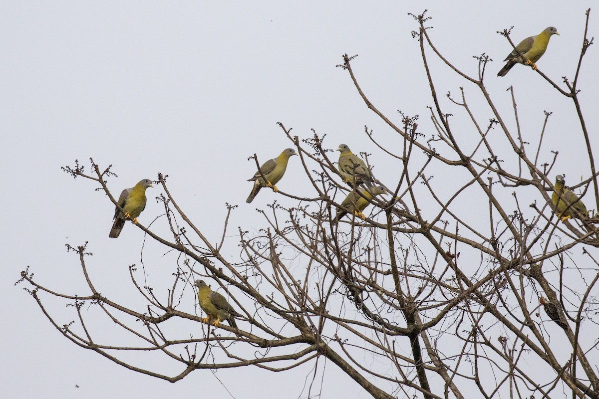 Yellow-footed Green-Pigeon - ML619883178