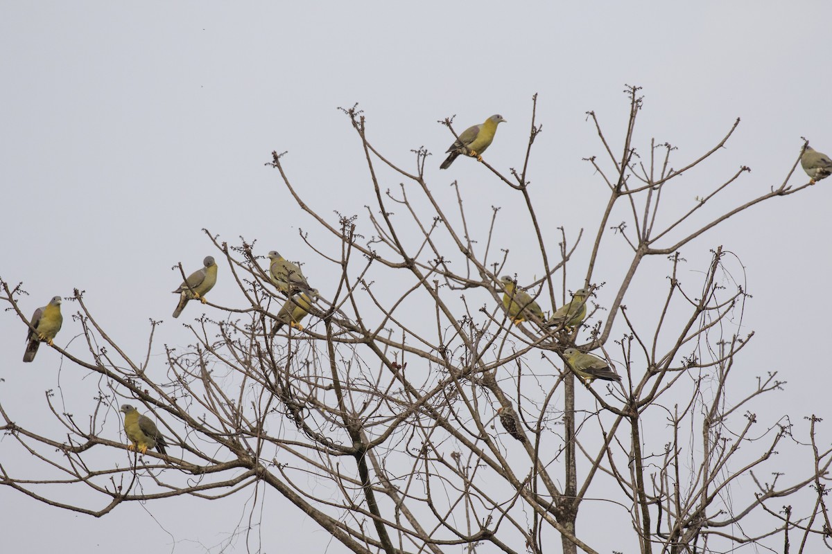 Yellow-footed Green-Pigeon - ML619883179