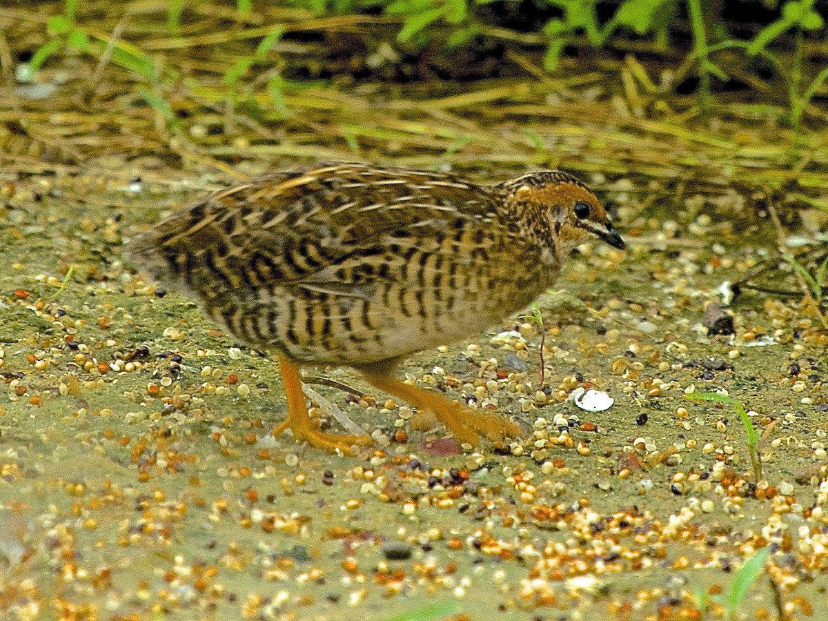 Blue-breasted Quail - ML619883185