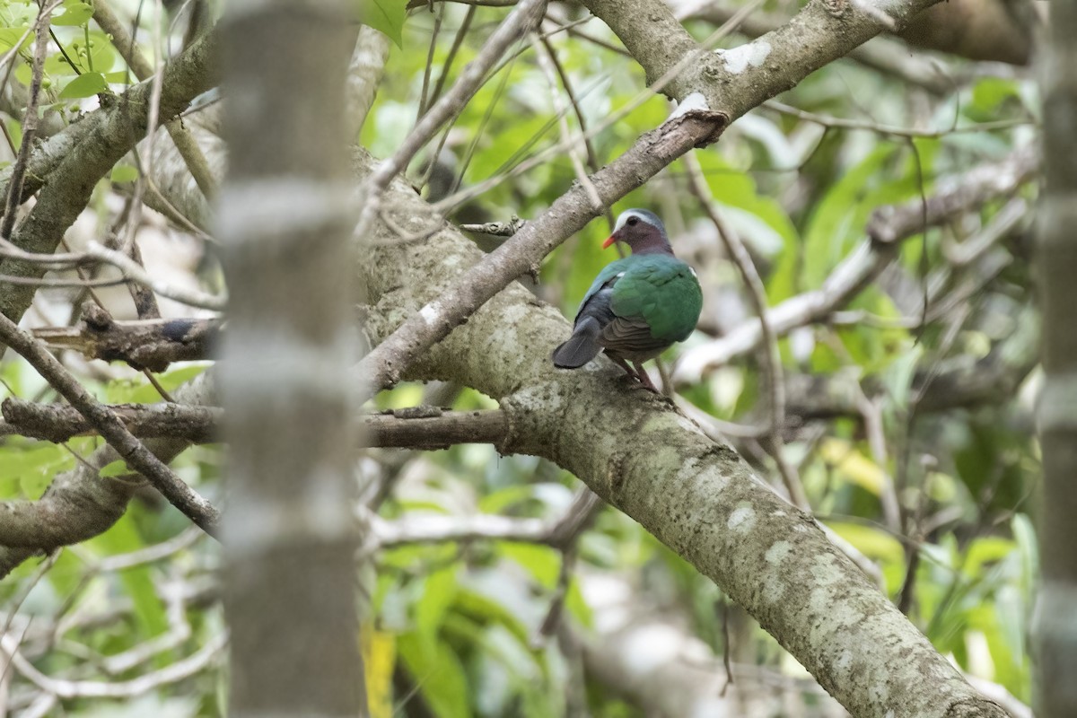 Asian Emerald Dove - ML619883186