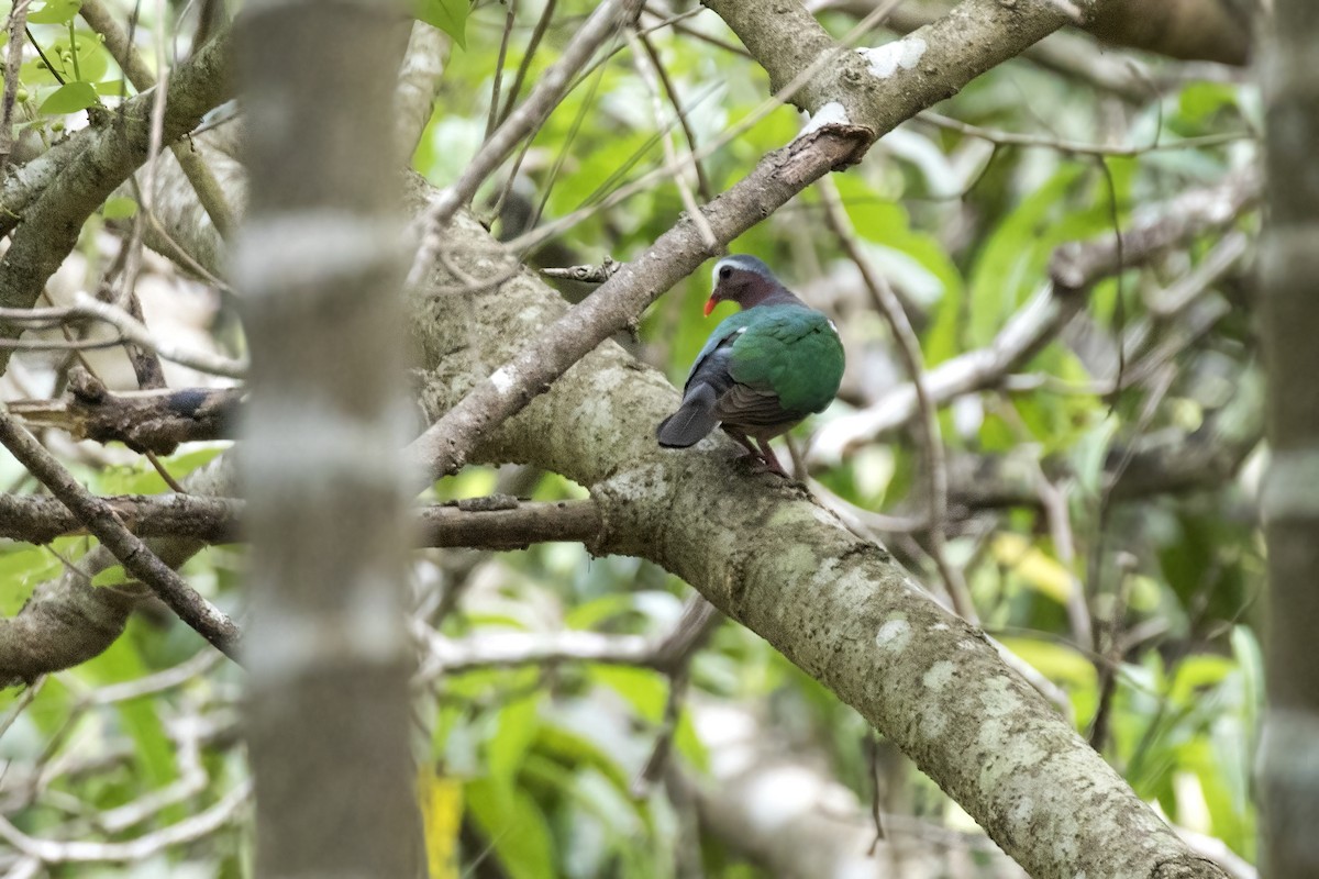 Asian Emerald Dove - ML619883187