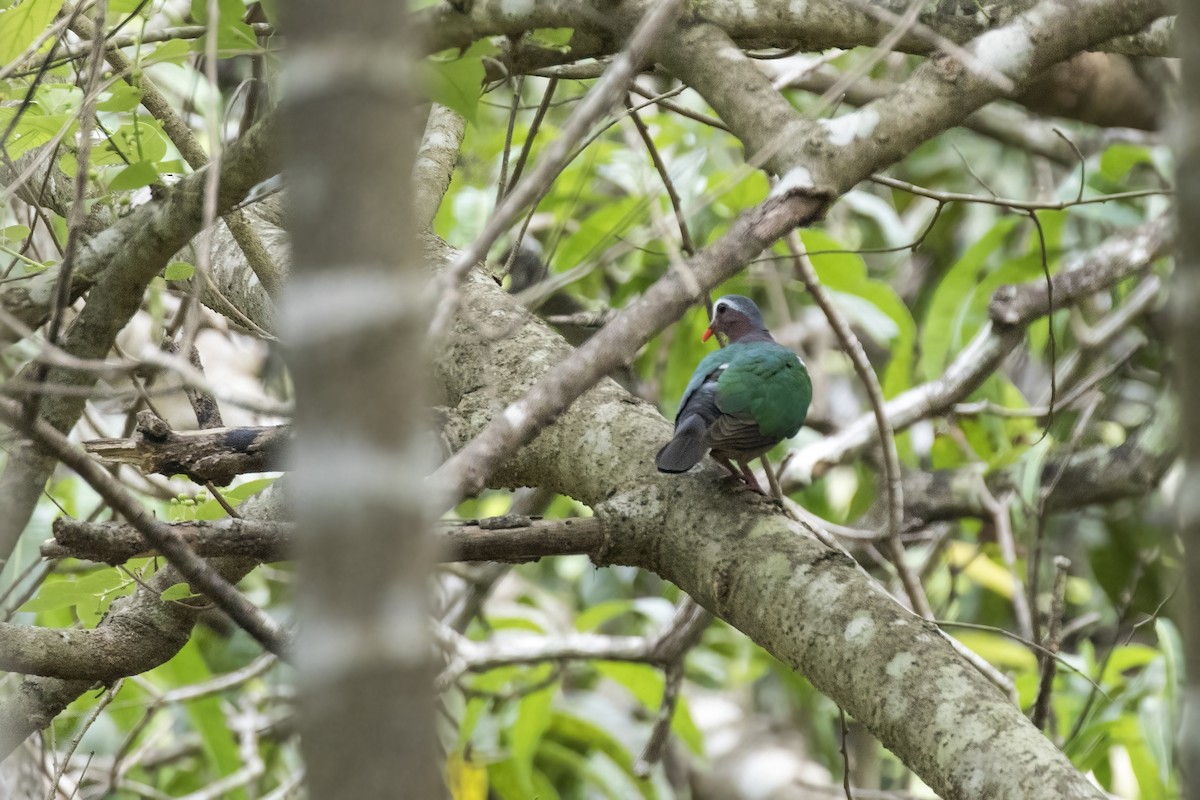 Asian Emerald Dove - ML619883188