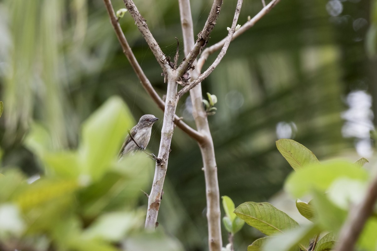 Thick-billed Flowerpecker - Ramesh Shenai