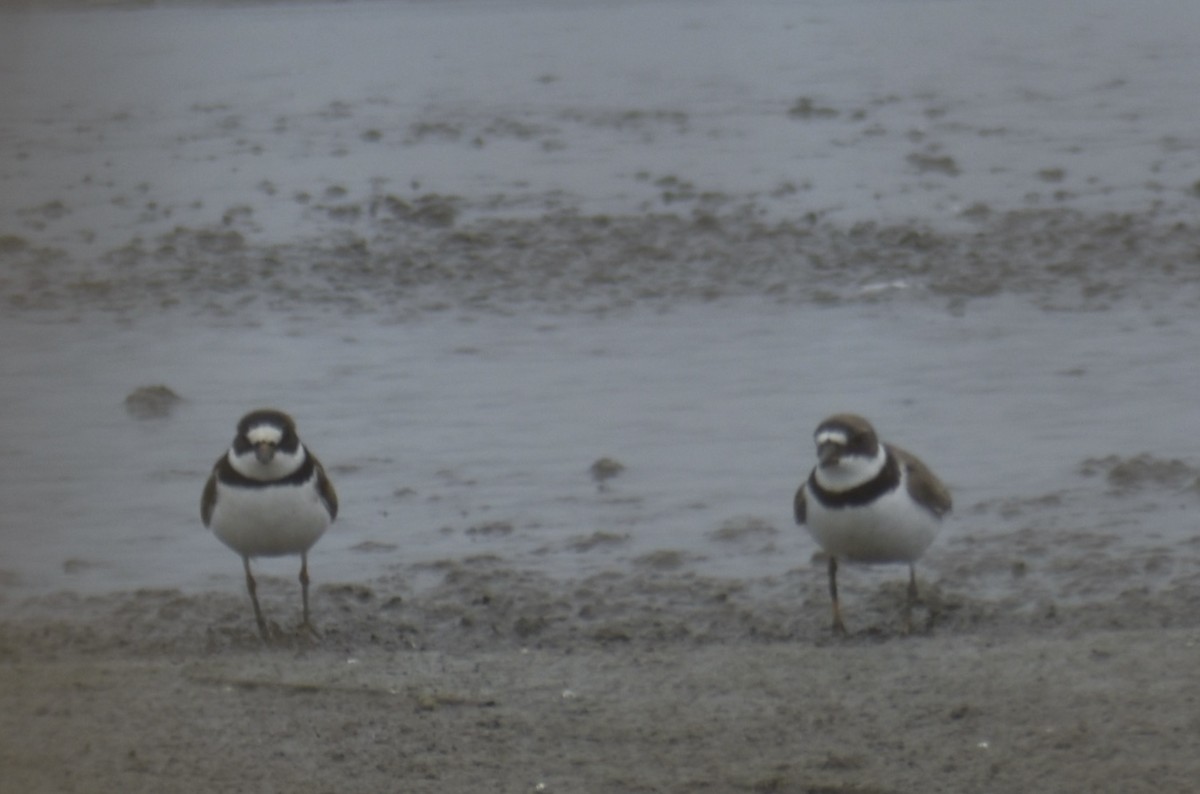 Semipalmated Plover - ML619883242
