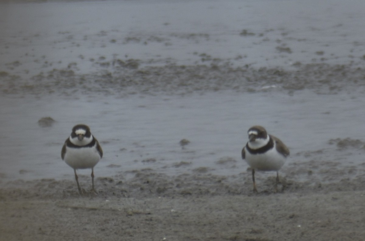 Semipalmated Plover - Will K