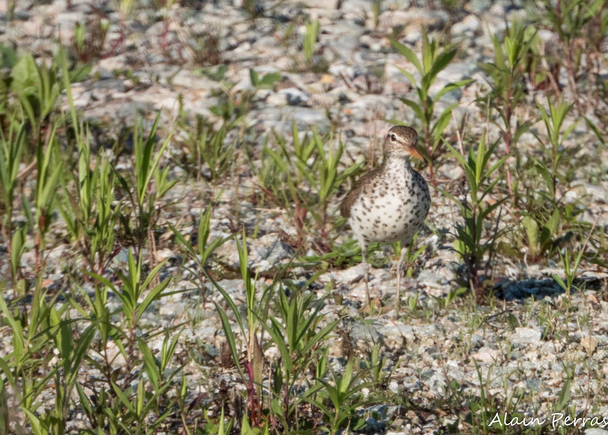 Spotted Sandpiper - ML619883245