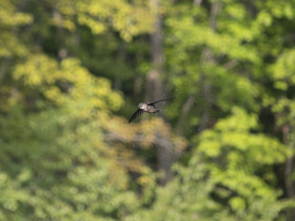 Chimney Swift - ML619883250