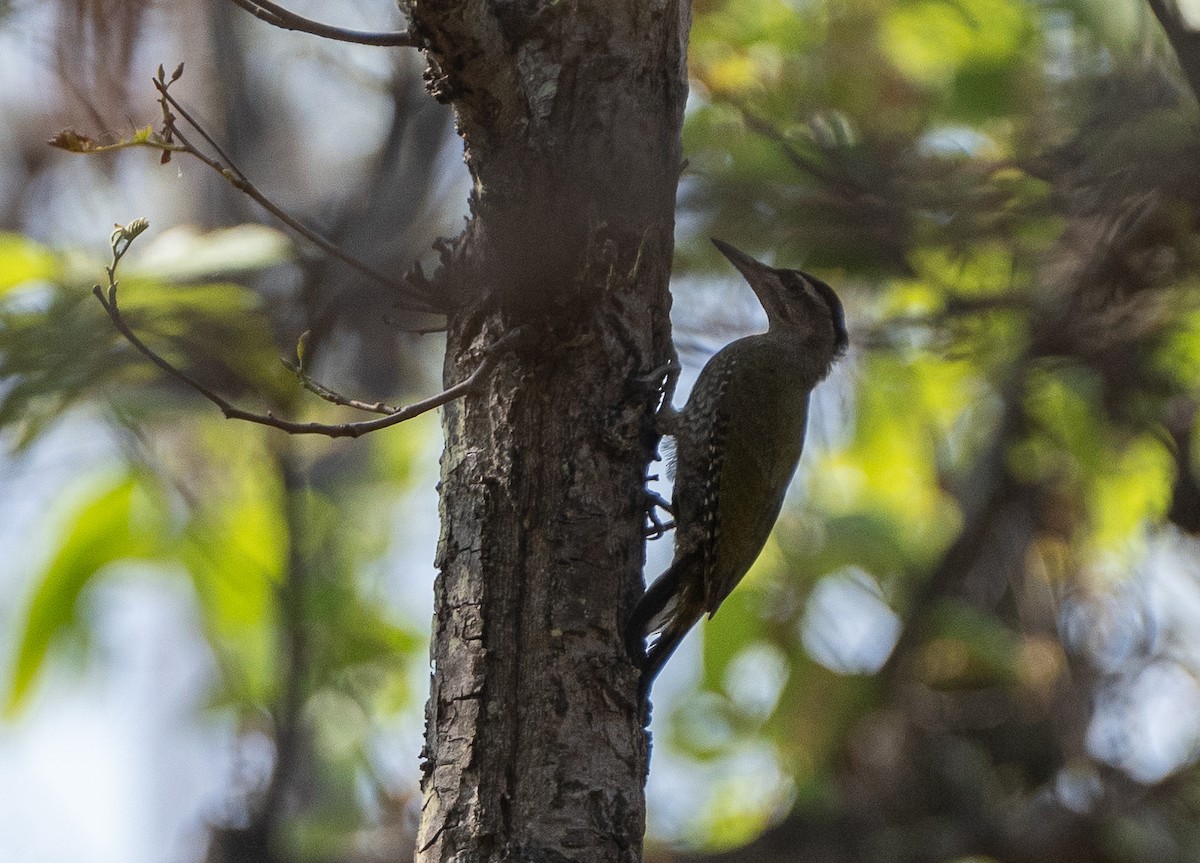 Streak-throated Woodpecker - ML619883254