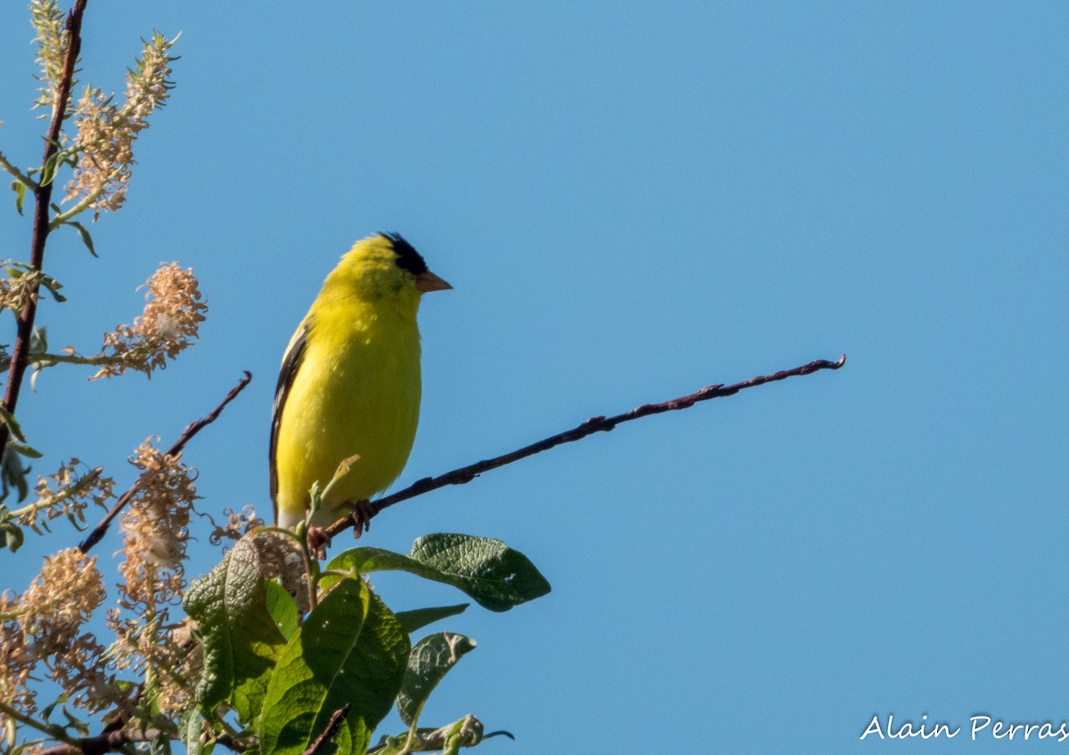 American Goldfinch - ML619883269