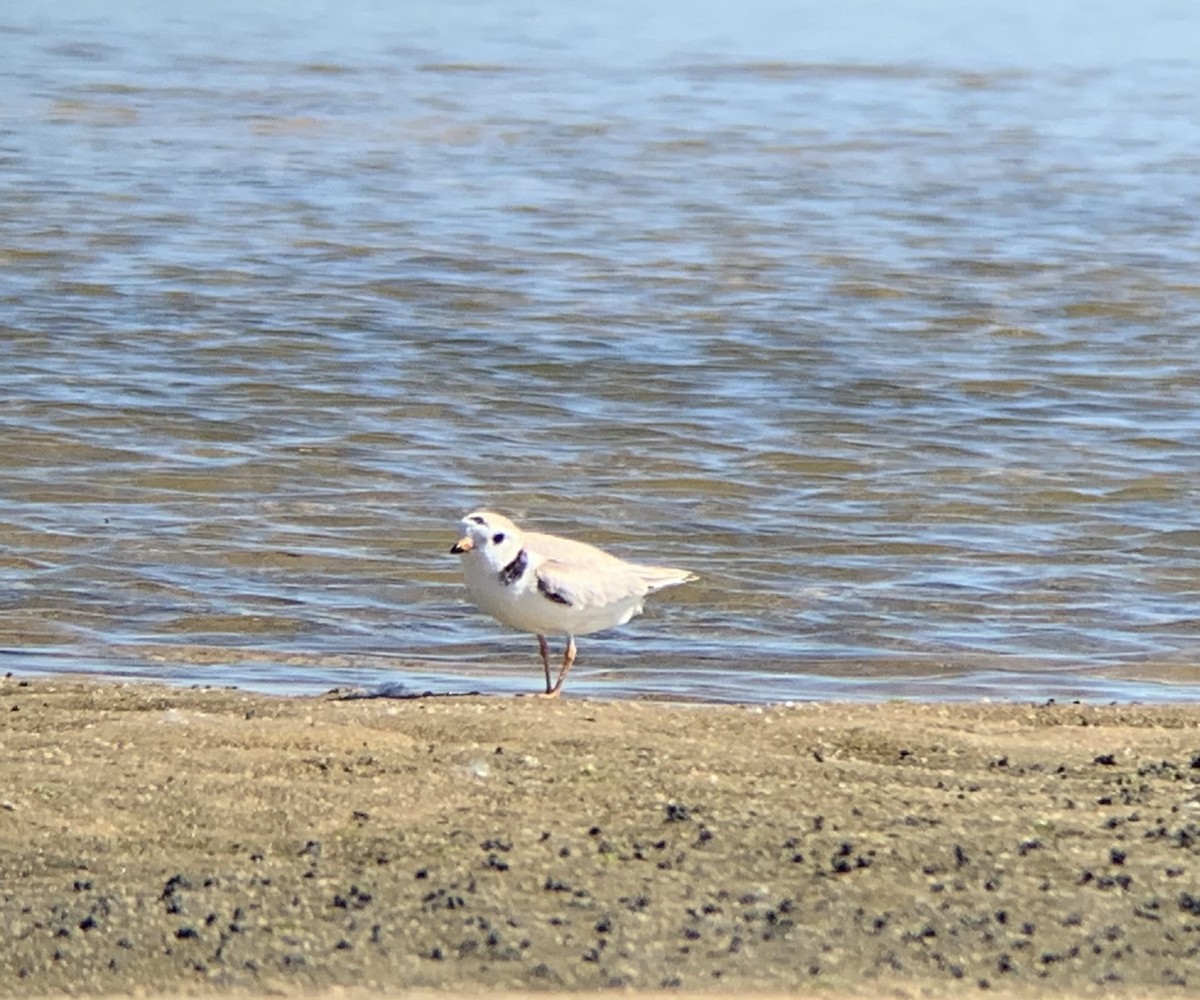 Piping Plover - ML619883279